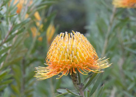 De cerca en Leucospermum cordifolium, una flor ornamental del cojín del alfiler que comienza a florecer.