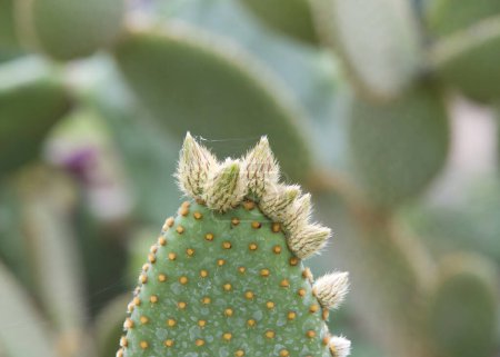 Profile view of Prickly Pear cacti fruit with yellow flower buds preparing to bloom.
