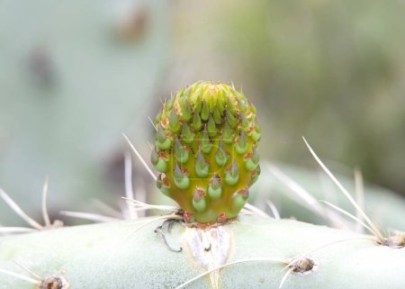 Nahaufnahme eines Kaktusfeigenkaktus beim Wachsen neuer Pflanzenkissen, die mit Ameisen bedeckt sind.