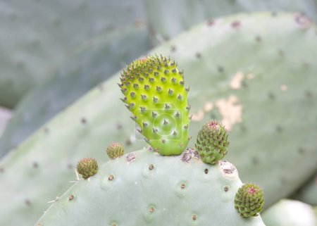 Nahaufnahme eines Kaktusfeigenkaktus beim Wachsen neuer Pflanzenkissen, die mit Ameisen bedeckt sind.