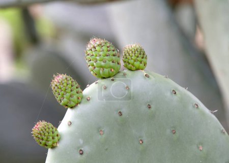 Nahaufnahme von Kaktusfrüchten aus Kaktusfeigen vor der Blüte auf den Kakteen. Die Früchte der Kaktusfeigen sind essbar, müssen aber sorgfältig geschält werden, um die kleinen Dornen auf der Außenhaut zu entfernen..