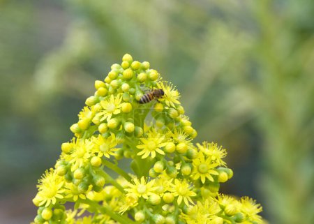 One honey bee collecting pollen from aeonium undulatum, small, star-shaped, dark yellow flowers bloom in large terminal pyramidal panicles atop stems.