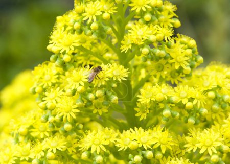 One honey bee collecting pollen from aeonium undulatum, small, star-shaped, dark yellow flowers bloom in large terminal pyramidal panicles atop stems.