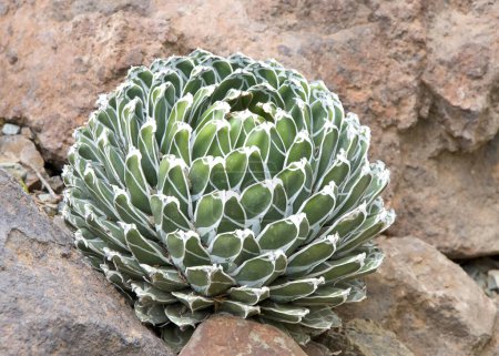 Agave victoriae-reginae, the Queen Victoria agave or royal agave, a small species of succulent flowering perennial plant, noted for its streaks of white on sculptured geometrical leaves. 