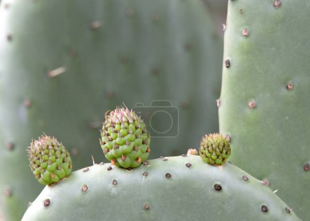 Nahaufnahme von Kaktusfrüchten aus Kaktusfeigen vor der Blüte auf den Kakteen. Die Früchte der Kaktusfeigen sind essbar, müssen aber sorgfältig geschält werden, um die kleinen Dornen auf der Außenhaut zu entfernen.. 