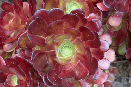 Close up on Clusters of Blushing Beauty Aeonium Succulents, tight clusters of rosettes of green leaves tinged with red on top of short thick stems.