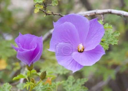 Alyogyne huegelii, una planta con flores que se encuentra en la provincia botánica del suroeste de Australia Occidental. Comúnmente llamado hibisco lila y hibisco azul.
