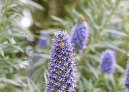 Echium candicans, der Stolz der blühenden Madeira-Blumen, eine Honigbiene sammelt Pollen.