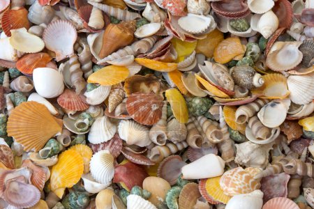 Top view close up of many colorful seashells of various varieties.