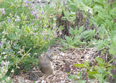 One brown ground squirrel sitting in park garden. California ground squirrels are often regarded as a pest in gardens and parks, since they will eat ornamental plants and trees.