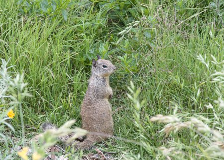ein braunes Erdhörnchen sitzt im grünen Gras. Kalifornische Ziesel werden oft als Schädling in Gärten und Parks betrachtet, da sie Zierpflanzen und Bäume fressen.