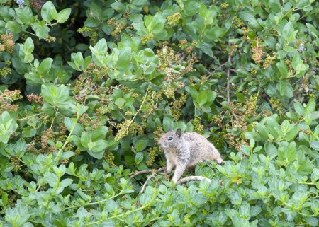 Un écureuil brun assis dans un arbre vert, en équilibre sur une branche. Les écureuils terrestres de Californie sont souvent considérés comme un ravageur dans les jardins et les parcs, car ils mangeront des plantes et des arbres ornementaux..