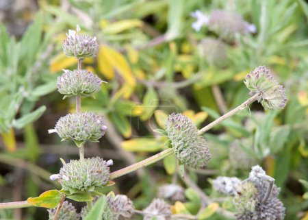 Nahaufnahme von Salvia mellifera, allgemein bekannt als Schwarzer Salbei, einem dürretoleranten immergrünen Strauch aus Kalifornien. 
