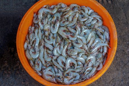 Téléchargez les photos : 01 25 2013 Frome de crevettes Chaines Fishing Net Fort Cochin vieux Cochin-Kerala INDE Asie. - en image libre de droit