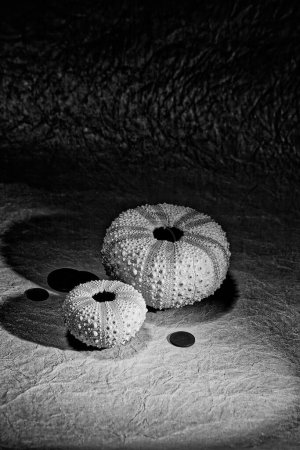 10 Apr 2007 An amazing black and white photography of unique Sea Urchins in a group - pretty shells studio shot Mumbai Maharashtra India Asia.