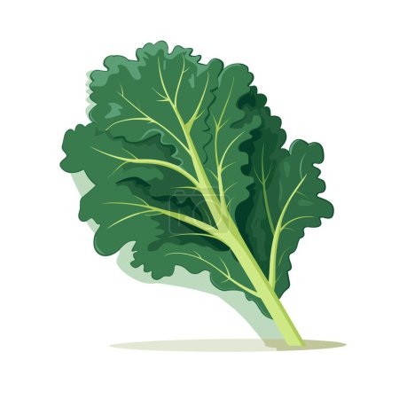 Ilustración de Una verdura de hojas verdes sobre un fondo blanco - Imagen libre de derechos