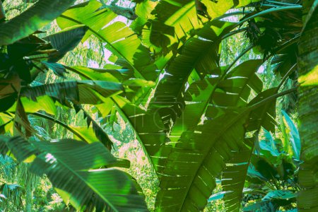 banana leaf in botanical garden 