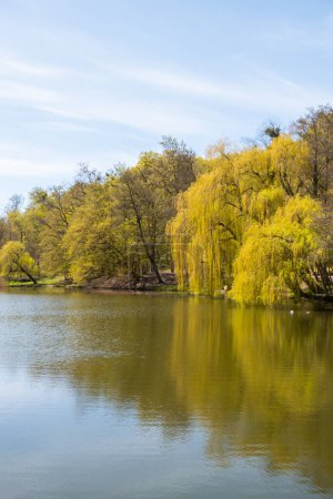 Téléchargez les photos : Beau lac printanier et forêt. La nature au printemps. Reflet des arbres dans l'eau. Contexte naturel abstrait. Silhouettes floues de nombreux arbres verts de printemps, les feuilles se reflètent sur la surface paisible de - en image libre de droit
