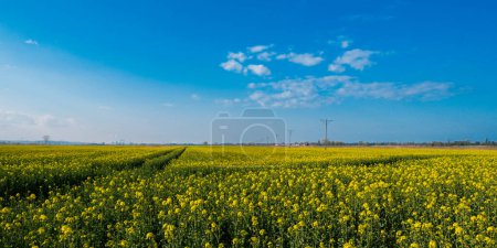 Foto de Gorgeous yellow canola field blooming rapeseed farm backlit with sunset light. Big agricultural field planted with numerous yellow flowers of field mustard blossoming in springtime. Rapeseed oil in rape field Summer Herbal flowers green industry Rape - Imagen libre de derechos