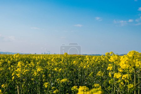 Photo for Gorgeous yellow canola field blooming rapeseed farm backlit with sunset light. Big agricultural field planted with numerous yellow flowers of field mustard blossoming in springtime. Rapeseed oil in rape field Summer Herbal flowers green industry Rape - Royalty Free Image