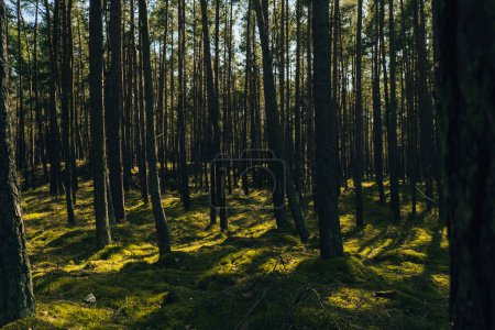 Schöner Kiefern- und Tannenwald mit einer dicken Schicht aus grünem Moos bedeckt den Waldboden. Szenische Ansicht Sonnenlicht, das durch die Äste scheint. Hintergrund: Waldland. Magisch tief neblig Wald neblig alt