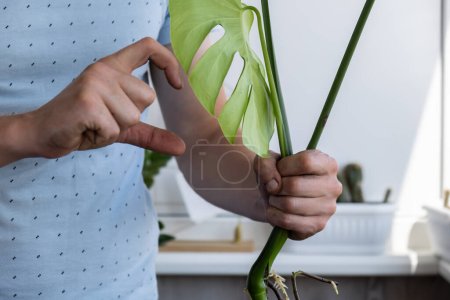 Téléchargez les photos : Homme jardinier mains montrant signe de coeur tout en transplantant plante maison monstera en pot. Concept de jardinage à domicile et plantation de fleurs en pot. Prendre soin des plantes à la maison. Ajout de sol Printemps replantation - en image libre de droit