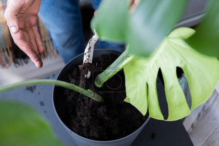 Das Einpflanzen von Topfpflanzen in einen neuen Topf. Zimmerpflanzen aufwecken. Neupflanzung in neuem Boden, männliche Hände, die sich um tropische Pflanzen, Nachhaltigkeit und Umwelt kümmern. Frühjahrspflege