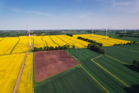 Aerial view Wind turbine on grassy yellow farm canola field against cloudy blue sky in rural area. Offshore windmill park with clouds in farmland Poland Europe. Wind power plant generating electricity