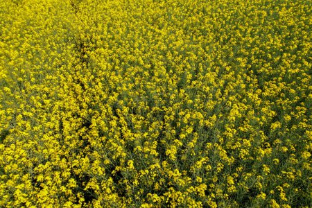 Luftaufnahme Wunderschönes gelbes Rapsfeld blühende Rapsfarm im Gegenlicht mit Sonnenuntergang Licht. Großes landwirtschaftliches Feld mit zahlreichen gelben Feldsenfblüten, die im Frühling blühen