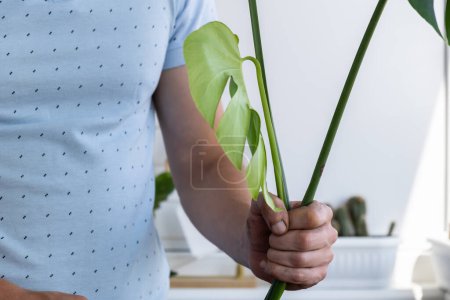 Transplanting home potted plant monstera into new pot. Adding ground Waking Up Indoor Plants. Replant in new ground, male hands caring for tropical plant, sustainability and environment. Spring Houseplant Care