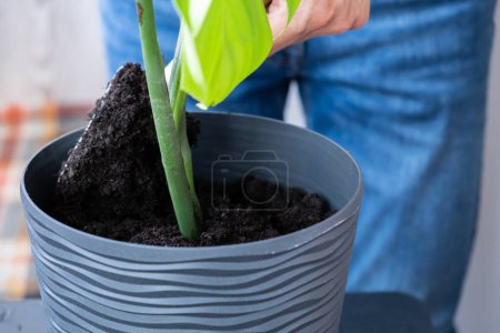 Das Einpflanzen von Topfpflanzen in einen neuen Topf. Zimmerpflanzen aufwecken. Neupflanzung in neuem Boden, männliche Hände, die sich um tropische Pflanzen, Nachhaltigkeit und Umwelt kümmern. Frühjahrspflege