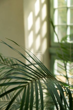 Großaufnahme des Palmblattes neben dem alten Fenster. Abstrakte minimalistische Innenarchitektur Hintergrunddekor-Vorlage-Attrappe. Konzept der Ökologie exotische Pflanze. Warm gebräuntes Sonnenlicht schattiert durch das grüne Fenster. Ästhetische Grüne Pflanzen im Botanischen Garten