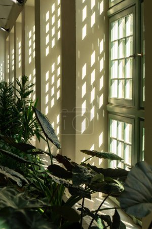 Close up of palm leaf next to old window. Abstract minimal interior design background decor template mockup. Concept of ecology exotic plant. Warm tan sunlight shadows through green window. Aesthetic Green plants in botanical garden indoor