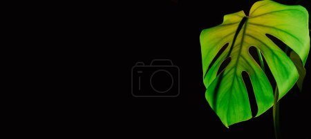 Monstera silhouette leaf in dark background and light from sunset aesthetic lamp. Projector yellow light golden hour effect. House plants sustainable environmentally friendly harmonious space at home