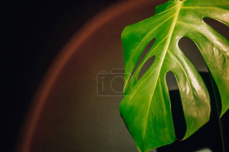 Indoor Garten gesunde Raum Biophilie Design. Monstera Hauspflanze mit Sonnenuntergang Lampe Licht. Kreative minimalistische Design-Vorlage kopiert Raum für Text