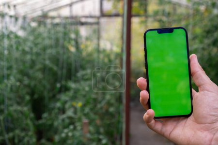 Concept of smart agriculture. Smartphone in farmer hand on background of harvesting tomatoes in greenhouse. Blank empty green screen chroma key mock up phone advertisement technology 