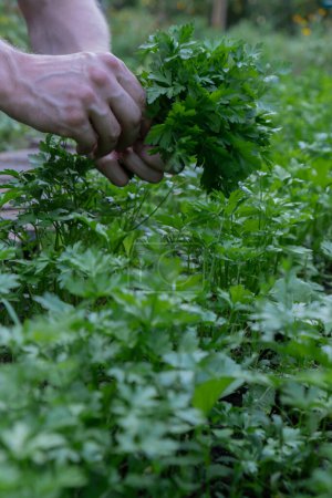 Die Hände des Mannes ernten grüne Kräuter im Garten. Konzept der gesunden Ernährung von Gemüse aus eigenem Anbau. Das saisonale Landhausleben steht im Mittelpunkt. Landwirtschaftliche Erzeugnisse