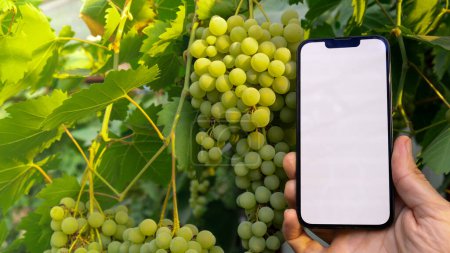 Farmer hand holding mobile phone with empty white screen. Mock up outside on farm agriculture concept. Green fresh grapes background. Harvesting technology innovations