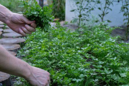 Male hands collecting fresh grown parsley from garden bed. Homegrown locally agriculture healthy country life concept. Farming 