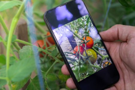 Hand of farmer photographing red cherry tomatoes harvest in garden with smartphone. Online selling through social media locally grown organic veggies from greenhouse. Smart farming technology concept