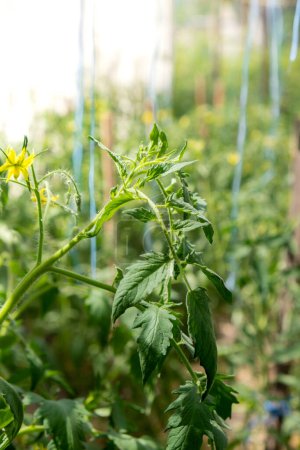 Téléchargez les photos : Tomates vertes en serre jardin maison. Concept de légumes biologiques cultivés localement produits alimentaires. Récolte à la campagne - en image libre de droit