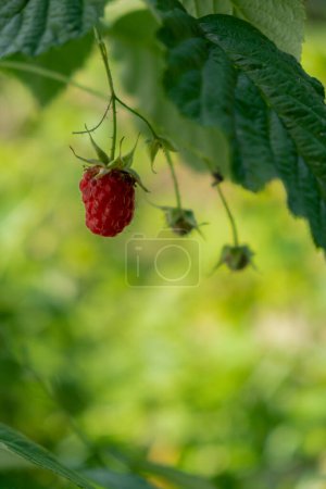 Raspberries Fruits on Bush in Farm or Garden. Harvest or Picking raspberry. Greenery background leaves. Copy space for text. Countryside food produce 