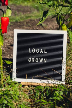 Message LOCAL GROWN sur fond de poivrons bio frais cultivés dans le jardin. Concept de production alimentaire à la campagne. Produire localement la récolte. Durabilité et responsabilité 