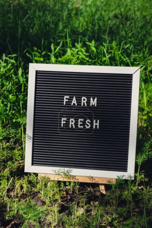 AGRICULTURE Message FRAIS sur fond d'aneth vert bio frais cultivé dans le jardin. Concept de production alimentaire à la campagne. Produire localement la récolte. Durabilité et responsabilité 