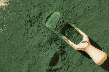 Natürliches organisches grünes Spirulina-Algenpulver im Holzlöffel auf neutralem Hintergrund. Chlorella Algen vegane Superfood Nahrungsergänzungsmittel Quelle und Entgiftung. Gesundes ernährungsphysiologisches antioxidatives Konzept 