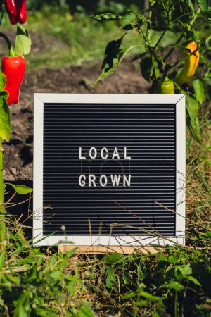 Letter Board mit Text LOKAL GROWN auf dem Hintergrund des Gartenbeetes mit Paprika. Ökologischer Landbau, produzieren lokales Gemüse Konzept. Unterstützung lokaler Landwirte. Saisonmarkt 