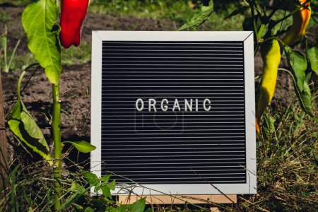 Brieftafel mit ORGANISCHEM Text auf dem Hintergrund des Gartenbeetes mit Paprika. Ökologischer Landbau, produzieren lokales Gemüse Konzept. Unterstützung lokaler Landwirte. Saisonmarkt 