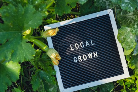 Letter board with text LOCAL GROWN on background of garden bed with zucchini. Organic farming, produce local vegetables concept. Supporting local farmers. Seasonal market 