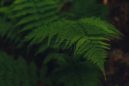 Natural ferns in forest blurred background. Green fern plants in nature landscape. Fresh green tropical foliage. Rainforest jungle landscape Nature organic wallpaper background