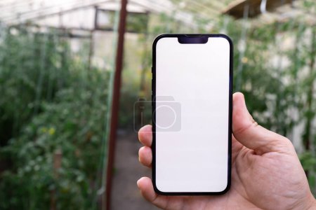 Concept of smart agriculture. Smartphone in farmer hand on background of harvesting tomatoes in greenhouse. Blank empty white screen mock up phone advertisement technology 